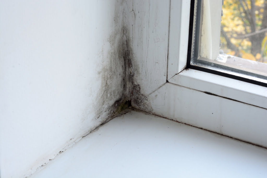 mould causes