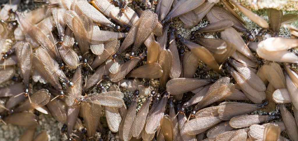 Winged termite swarm in Brisbane's south