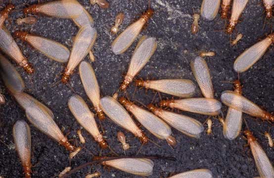 flying termites swarm Brisbane