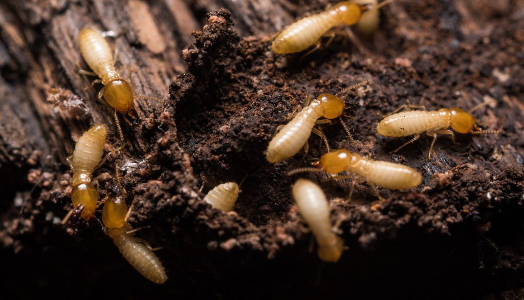 The fear of every homeowner in Brisbane is the presence of termites - and 1 in every 3 homes in Queensland is affected. Find out what termite damage looks like and how to protect your home from these nasty critters.