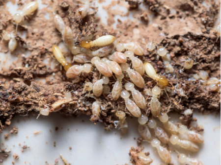 What Termites Sound Like