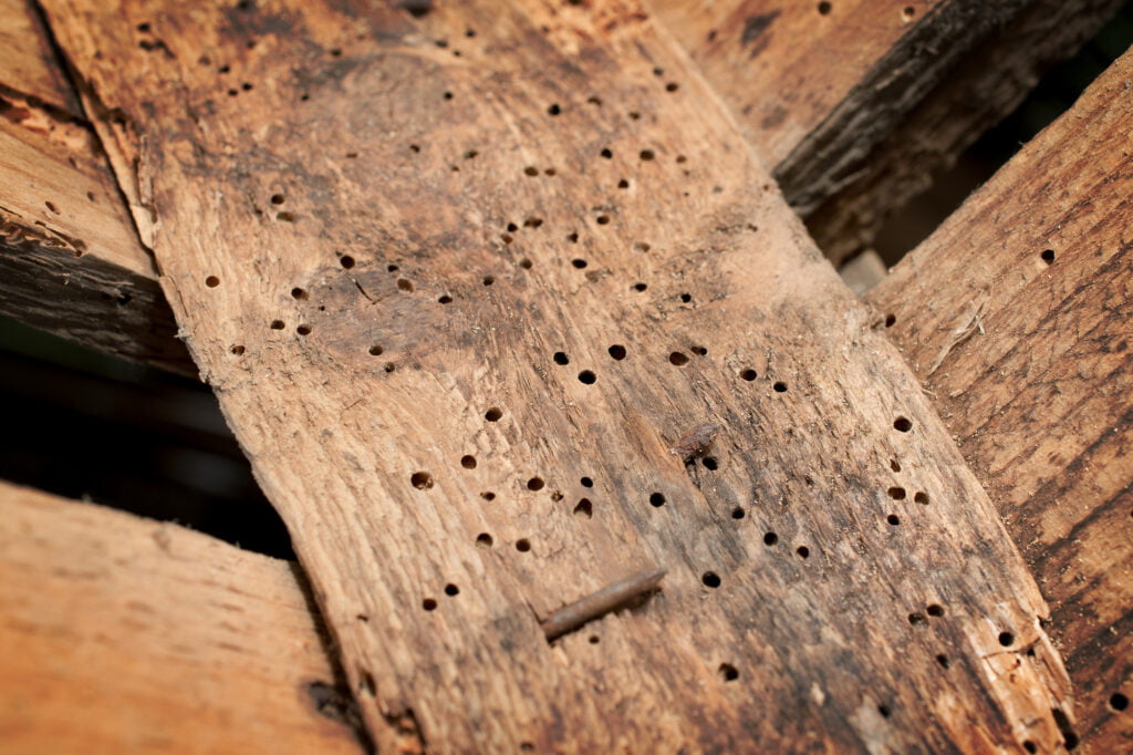 Worried about wood borers in your new property? This article will help you identify them, the treatments available and if they’re a deal-breaker.