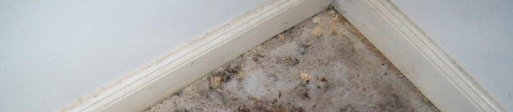 Mould growth under carpeting