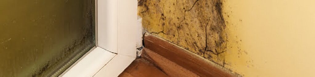 Mouldy walls are a red flag in a house inspection