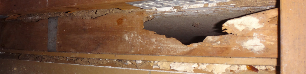 obvious termite damage