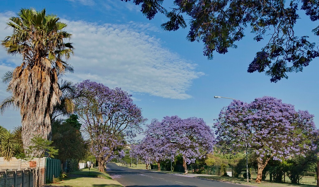 Jacaranda trees blooming on suburban street in Bald Hills